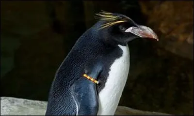 Quel est cet oiseau ?