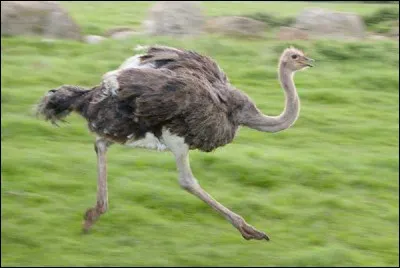 Quel est cet oiseau ?