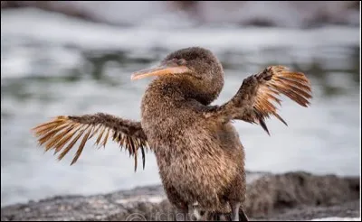 Quel est cet oiseau ?