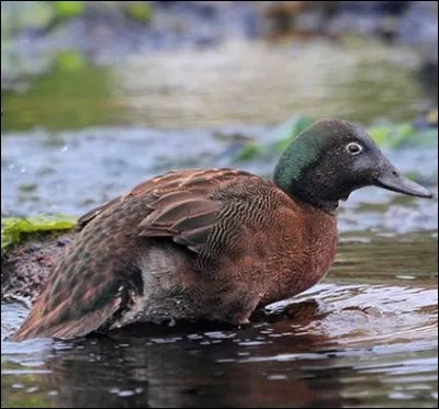 Quel est cet oiseau ?