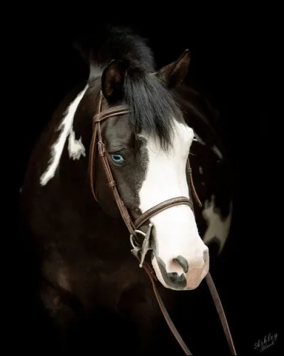Quel est ce type de marque en tête ?