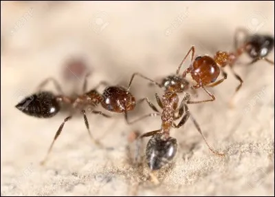 Ces insectes vous font penser à...