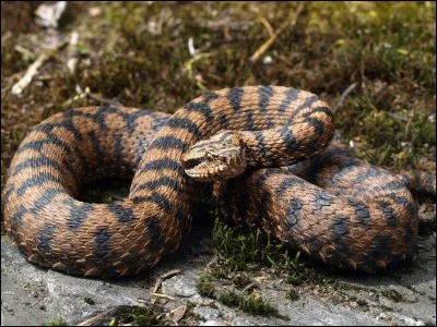 Cet animal vous fait penser à quel auteur ?