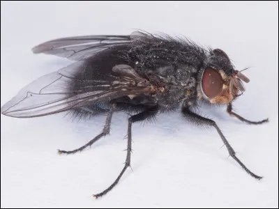 À qui vous fait penser cet insecte ?