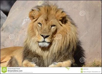 Cet animal vous fait penser à qui ?