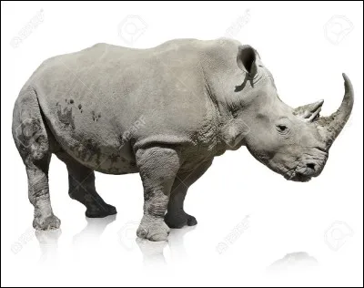 À quel auteur vous fait penser cet animal ?