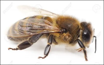 Gibert Cesbron a écrit...