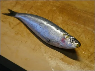 Quel nom porte le roman de Pierre Combescot ?