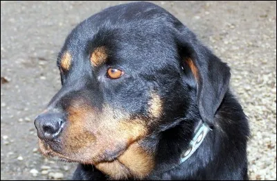 "Rottweiller" est un roman de...