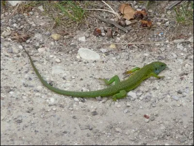 Pour Armand Lanoux, où sont les "lézards" ?