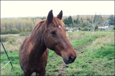 Quel est le plus beau souvenir de Wendy avec Isis ?