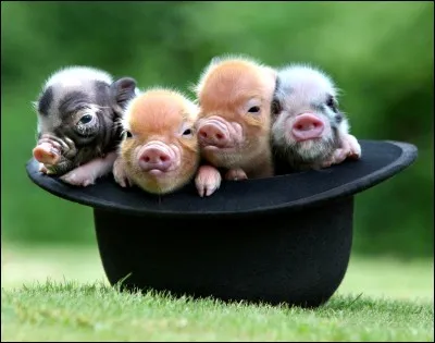 Combien les petits cochons sont-ils ?