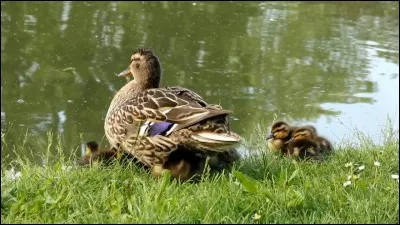 Aimez-vous que quelqu'un vous suive partout ?