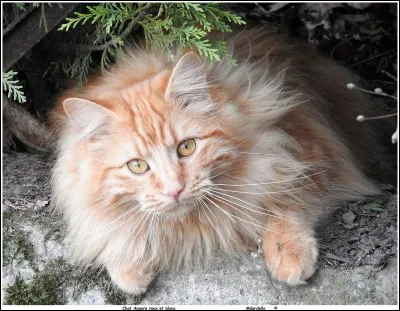 En voyage, vous êtes le genre de touriste...