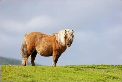 Quelle est la race de ce cheval?