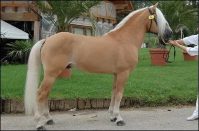 Quelle est la race de ce cheval?