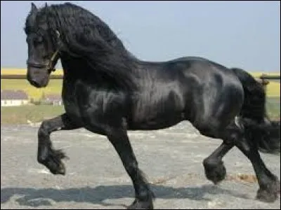 Quelle est la race de ce cheval?
