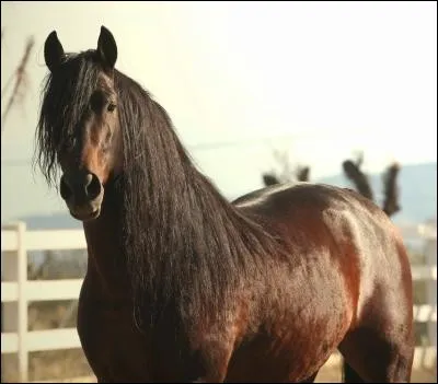 Quelle est la race de ce cheval?