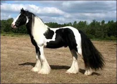 Quelle est la race de ce cheval ?