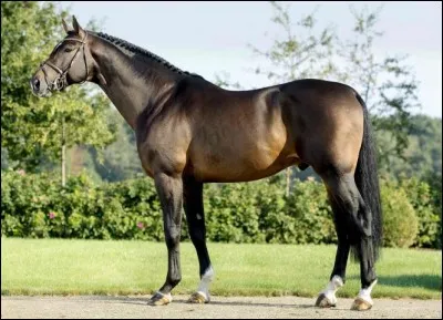 Quelle est la race de ce cheval ?