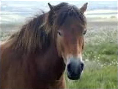 Quelle est la race de ce cheval ?