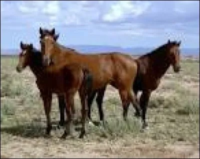 Quelle est la race de ce cheval ?