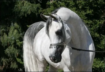 Quelle est la race de ce cheval ?