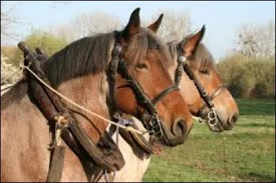 Quelle est la race de ce cheval ?