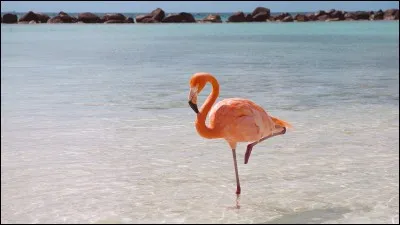 Pourquoi les flamands roses sont-ils roses ?