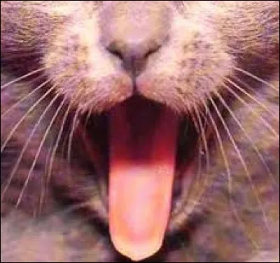 Qu'est-ce qu'une langue de chat ?