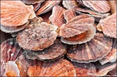 À l'état sauvage, combien de temps peut vivre une coquille Saint-Jacques ?