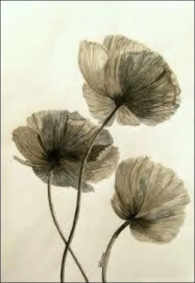 Quelle est la couleur la plus courante pour le coquelicot ?