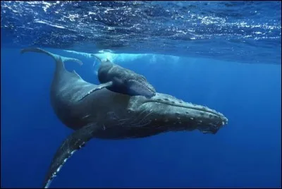 La baleine est un ...