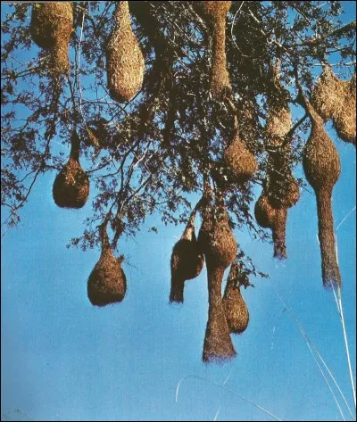 Ce sont des "Nids" de...