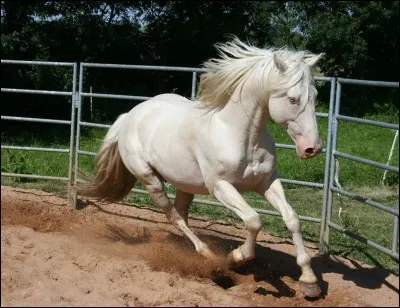 Quelle est sa robe ?