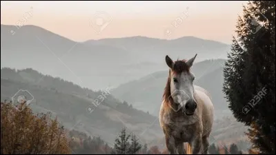 Quelle est sa robe ?