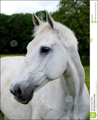 Quelles parties voyez-vous sur l'image ?