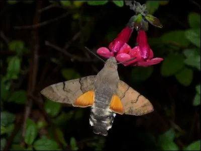 Comment s'appelle cette créature qui est, en fait, un insecte un peu bizarre ?
