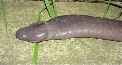 Cet animal fait partie de la famille des vers. Quel est son nom ?