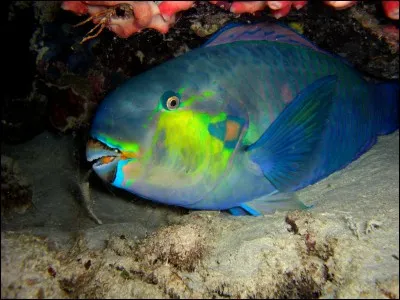 As-tu trouvé le nom de ce poisson ?