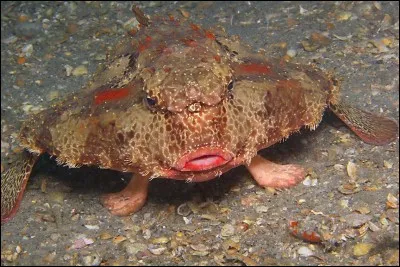 Seras-tu capable de retrouver le nom de cette créature des mers ?