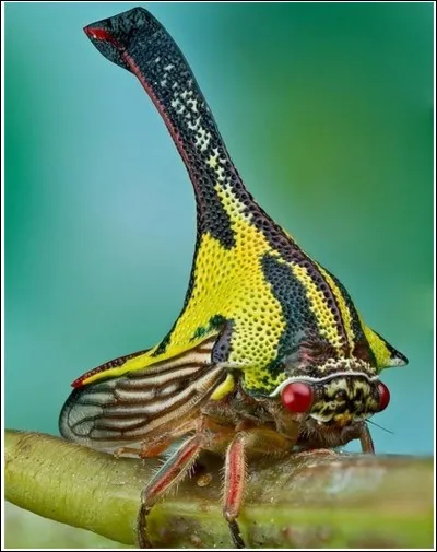Elle fait partie de la famille des Membracidae, c'est ....