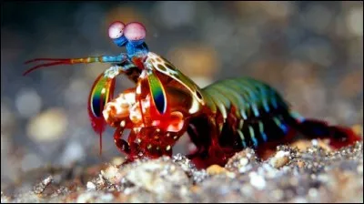 Il ressemble un peu à un genre de Mantidae, mante religieuse, comment se nomme-t-il ?