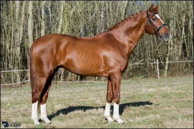 Quelle est cette race ?