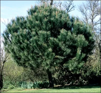 Vous pouvez voir un cèdre de l'Atlas.