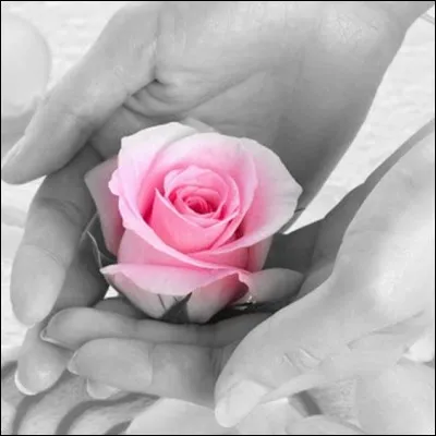 Complétez encore ce titre de roman : 
La rose...