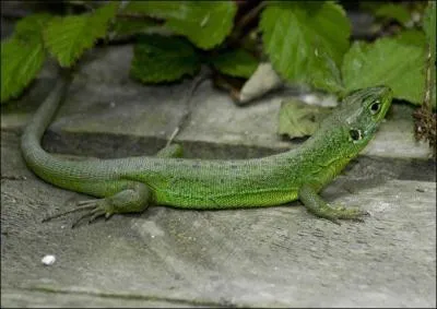 La queue des lzards peut rellement se casser et repousser.
