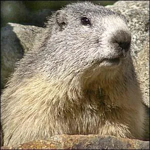 Le coeur d'une marmotte en hibernation cesse de battre.