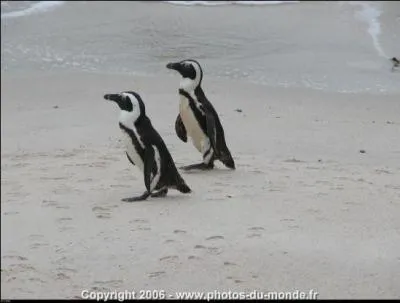 Les pingouins sont des oiseaux.