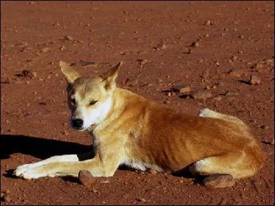 Un dingo est un chien sauvage d'Afrique.
